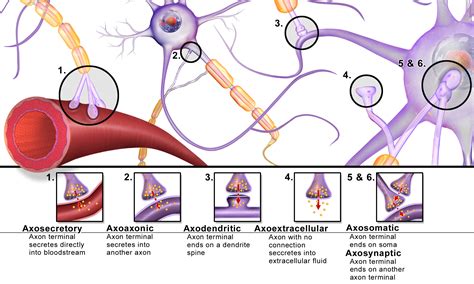 Important Elements of Brain Synapses