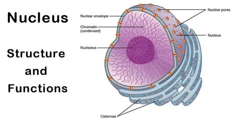 Nucleus: Definition, Structure, Parts, Functions, Diagram