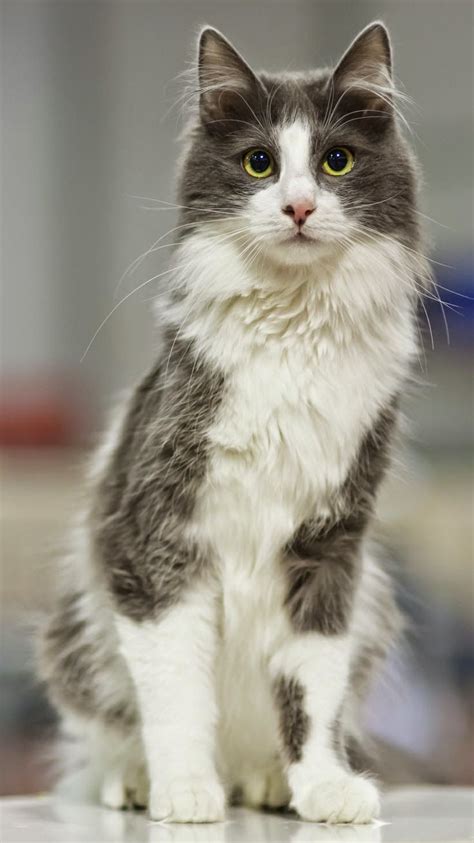 Kitten Gray And White Cat Breeds - Pets Lovers