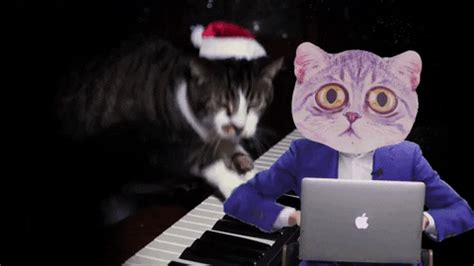 Cat Piano GIFs - Find & Share on GIPHY