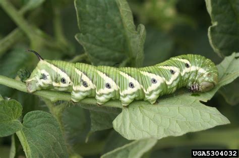 hornworm tomato « Walter Reeves: The Georgia Gardener