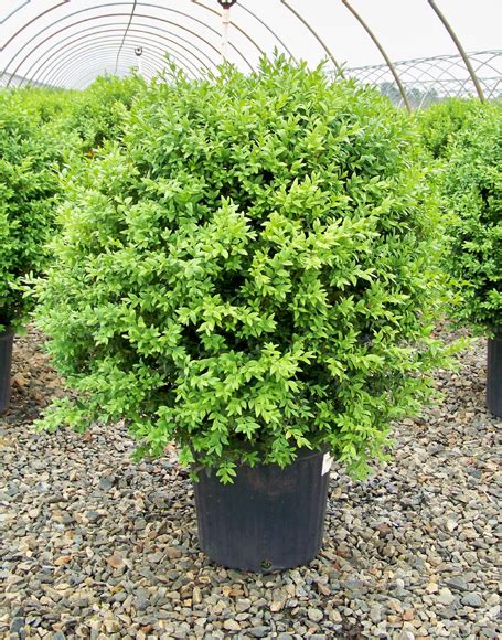 Buxus sempervirens - Moon Nurseries