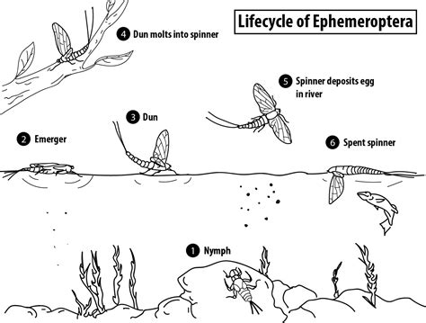 RiverRoots: Mayfly – The Hatch