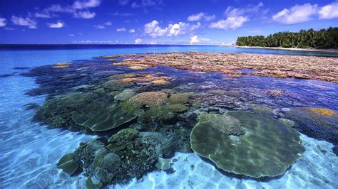 Coral Reef Wallpapers - Wallpaper Cave