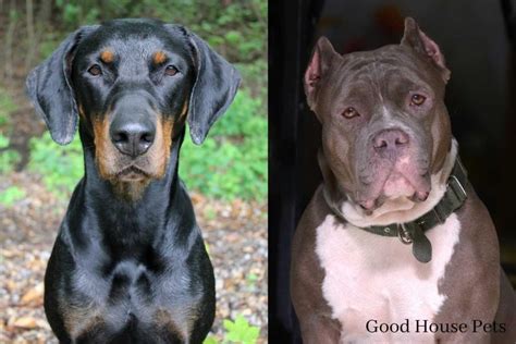 Doberman Pitbull Mix: A Full Guide