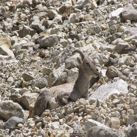 Bharal in Camouflage - Uttarakhand Photos