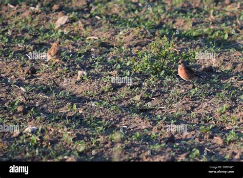 Male and female differences hi-res stock photography and images - Alamy