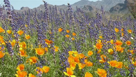 Where to see the best desert wildflowers in Phoenix