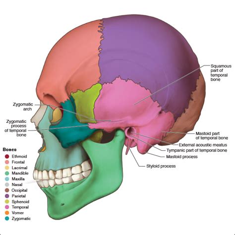 Styloid Process Of Temporal Bone