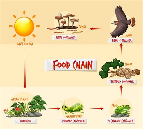 Food Chain: Types, Examples, Definition & FAQs | Knowledge Glow