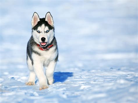 Breeds of Winter Dogs: Best 9 Cold Weather Dogs of 2022 - SitStay