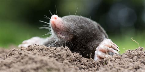 Moles | National Wildlife Federation