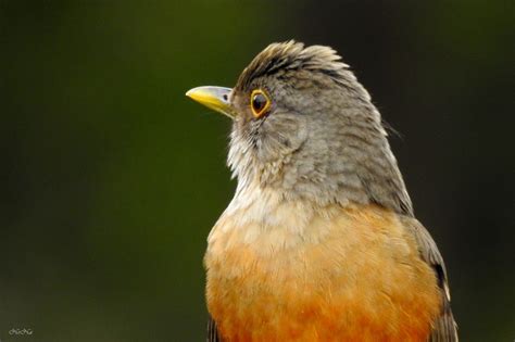 Rufous-bellied Thrush