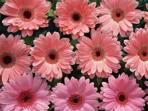 Pink Flowers Wallpapers:wallpapers screensavers