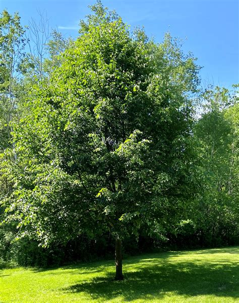 June and the Beautiful Linden Tree — PRESCRIPTION LANDSCAPE INC