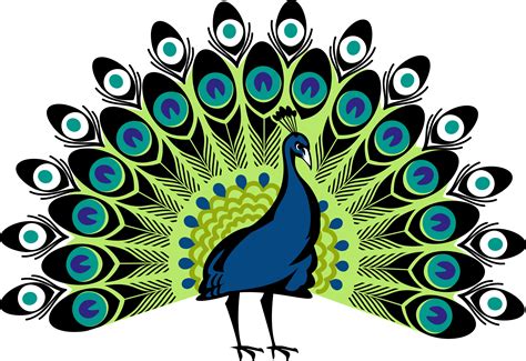 Simple Colorful Peacock Drawing - Cliparts.co