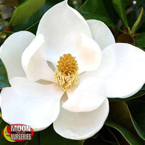 Magnolia Trees: 7 Elegant Magnolias for Any Texas Landscape