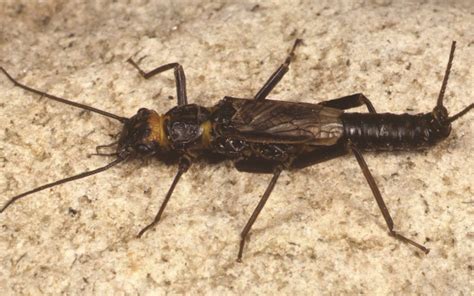 Stoneflies - Insect Week