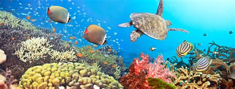 Wallpaper Underwater, Coral Reefs, Panorama, Panorama, Coral Reef ...