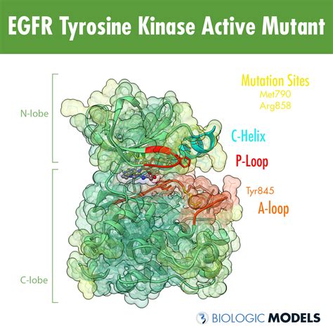 EGFR Tyrosine Kinase - Biologic Models