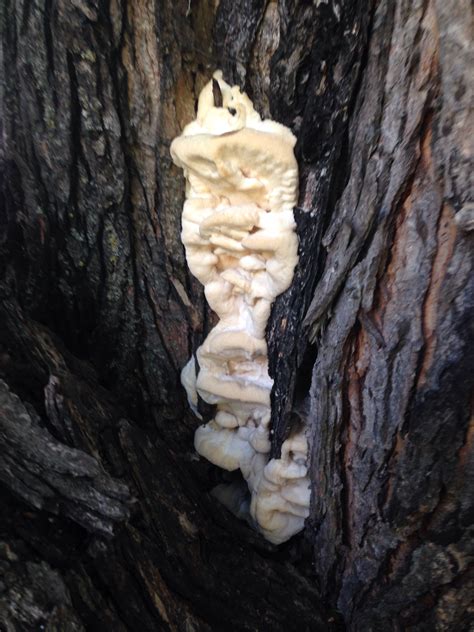 Fungus on Maple tree #344651 - Ask Extension