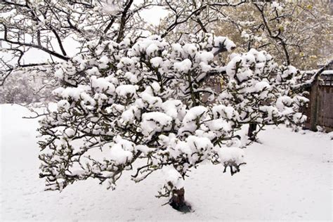 4 Reasons Winter Is A Great Time For Tree Pruning - A1 Tree Pros