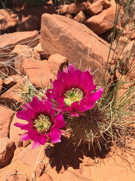 Free Images : cactus, desert, flower, petal, bloom, soil, botany, flora ...