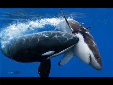 Orca Whale Eating Shark