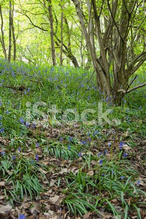 Bluebells In Spring, Uk Stock Photo | Royalty-Free | FreeImages