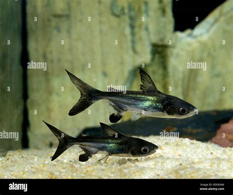 Iridescent Shark Catfish, pangasius hypophthalmus Stock Photo ...