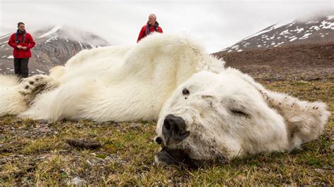 Was This Polar Bear a Victim of Climate Change? | Weather.com