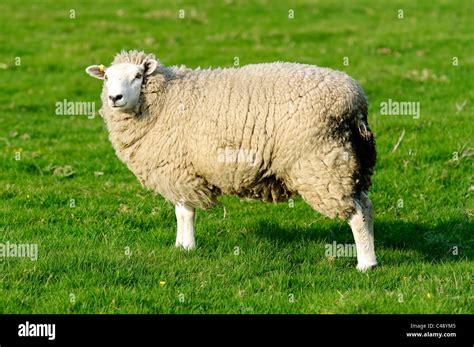 Female Sheep in the Peak District National Park Stock Photo - Alamy