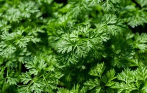 Chervil Vs Parsley: Which Is A Better Option? | Americas Restaurant