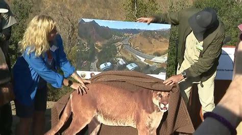 New Image of 101 Freeway Wildlife Crossing Unveiled in Agoura Hills | KTLA