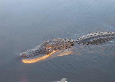 Lake Okeechobee Wildlife Pictures & Sightseeing