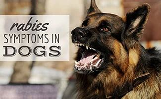 Rabies Symptoms In Dogs: Signs It's Time To See A Vet