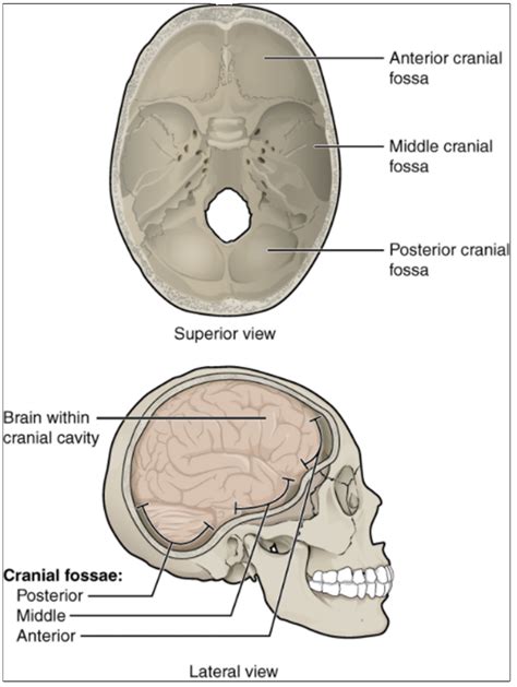 10.9 The Skull – Fundamentals of Anatomy and Physiology