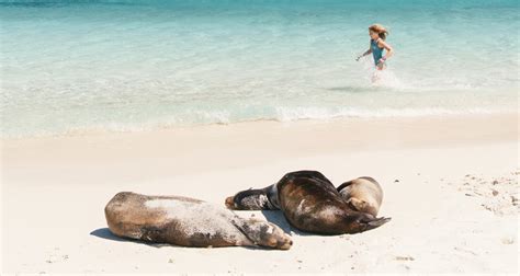 The 10 Best Beaches In The Galapagos Islands — Galapagos Cruises