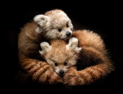 JOE.ie - Pair of rare red panda cubs die at safari park after cold snap