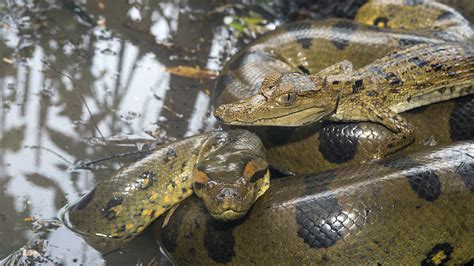 Exotic species in the Amazon rainforest – reptiles - CGTN