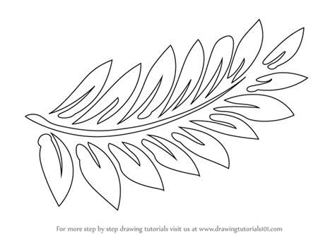 Ferns Plants Drawings