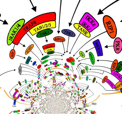 Severe Sepsis Clip Art – Cliparts