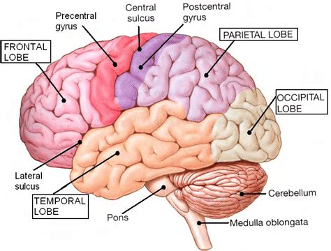 Anatomy Of Cerebrum Anatomical Charts And Posters | Images and Photos ...