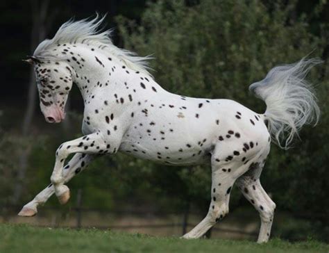 Épinglé par Risky sur Horses ~ my spirit animal | Chevaux appaloosa ...