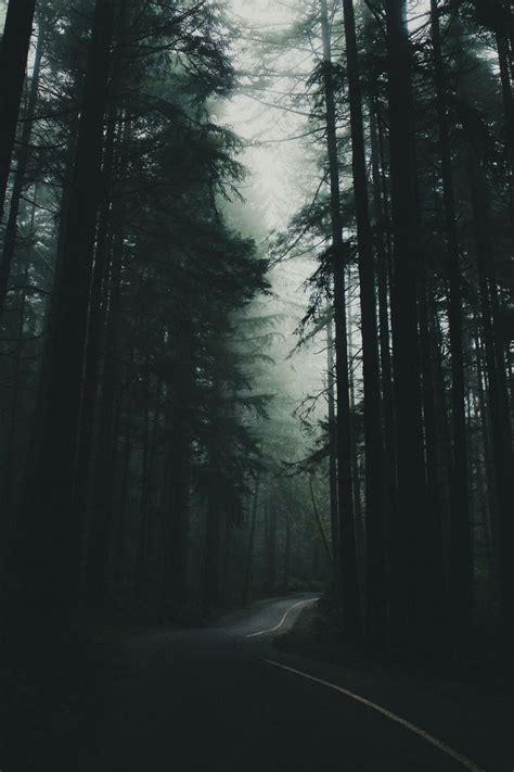 Aesthetic Forest Wallpaper / Pine Forest Forest Aesthetic 1920x1080 ...