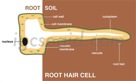 Root Hair Cell Structure