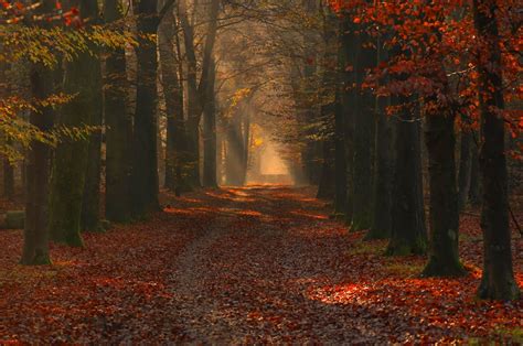 nature, Landscape, Photography, Forest, Path, Red, Leaves, Fall, Trees ...