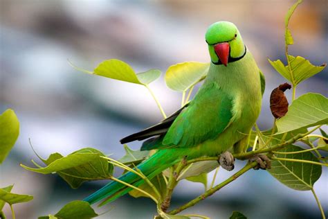 Jeevoka - Commonly Found Birds in Indian Cities