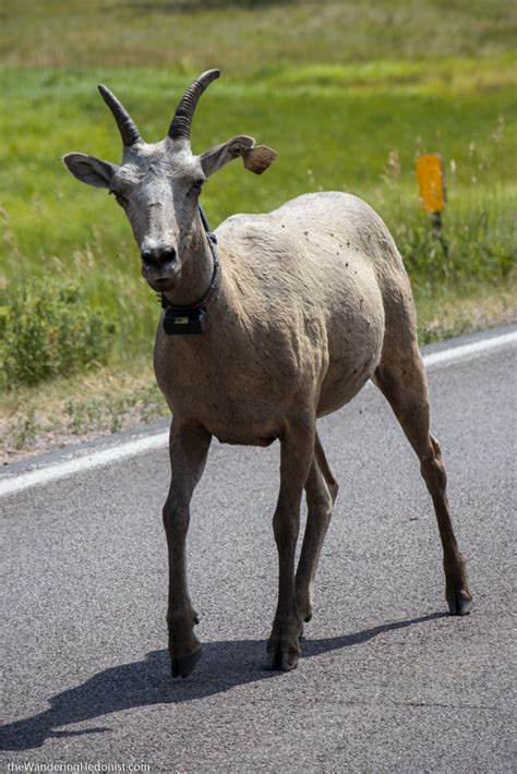 Custer State Park Wildlife Loop: How to See Amazing Wildlife