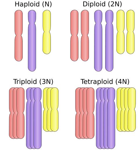 Haploid - Definition and Examples - Biology Online Dictionary